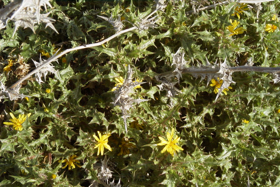 2007-02-12-032-Thistle-daisy