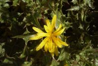 2007-02-12-033-Thistle-daisy