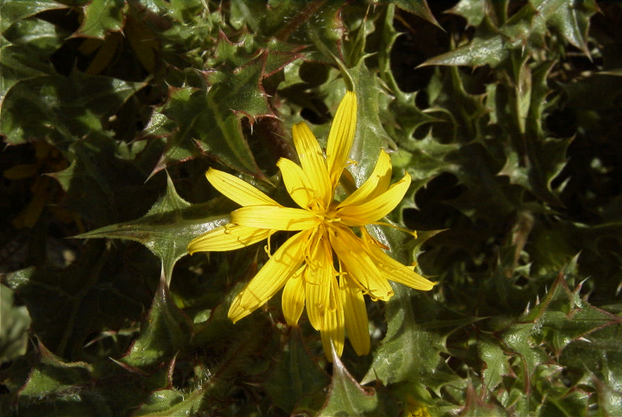 2007-02-12-033-Thistle-daisy