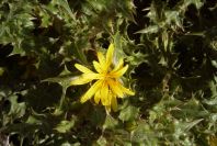 2007-02-12-034-Thistle-daisy