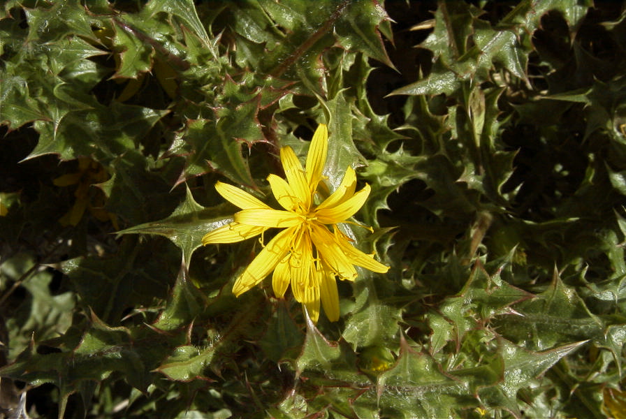2007-02-12-034-Thistle-daisy