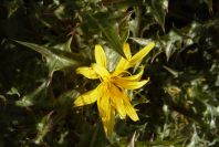 2007-02-12-035-Thistle-daisy