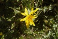 2007-02-12-036-Thistle-daisy