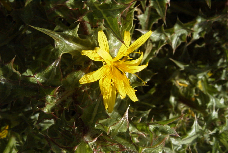2007-02-12-036-Thistle-daisy