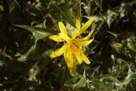 2007-02-12-037-Thistle-daisy