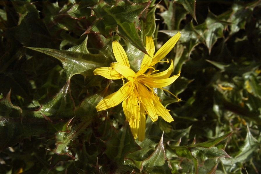 2007-02-12-037-Thistle-daisy