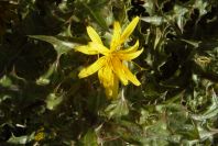 2007-02-12-038-Thistle-daisy
