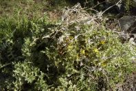 2007-02-12-039-Thistle-daisy