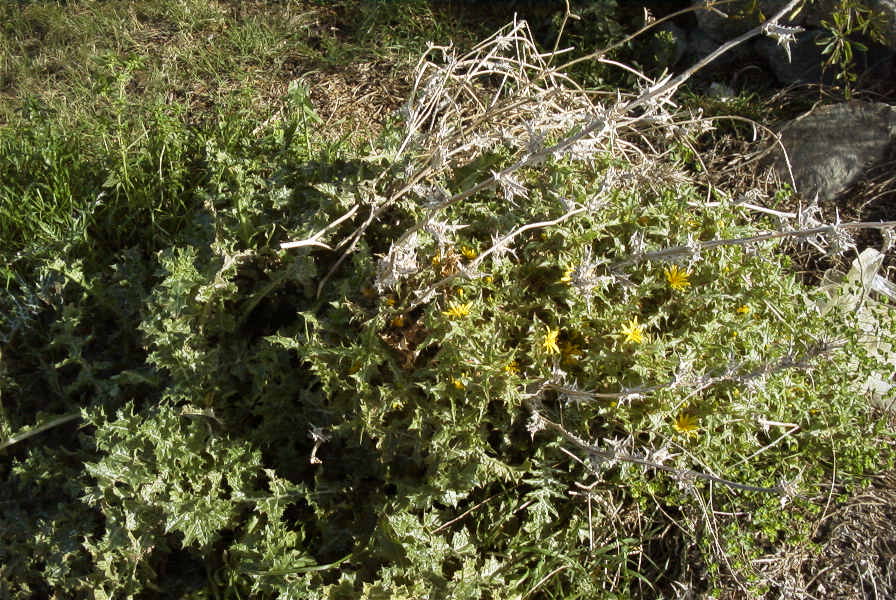 2007-02-12-039-Thistle-daisy
