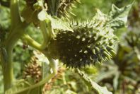 2007-02-12-040-Thorn-apple