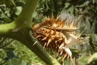2007-02-12-041-Thorn-apple