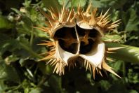 2007-02-12-042-Thorn-apple