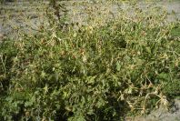 2007-02-12-043-Thorn-apple