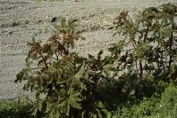 2007-02-12-044-Ricin-tree