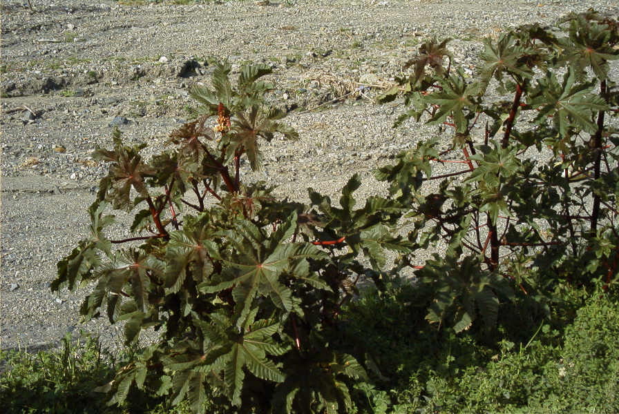 2007-02-12-044-Ricin-tree