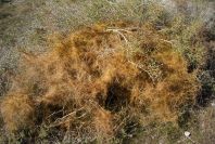 2007-02-13-022-Cuscuta-yellow