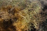 2007-02-13-023-Cuscuta-yellow