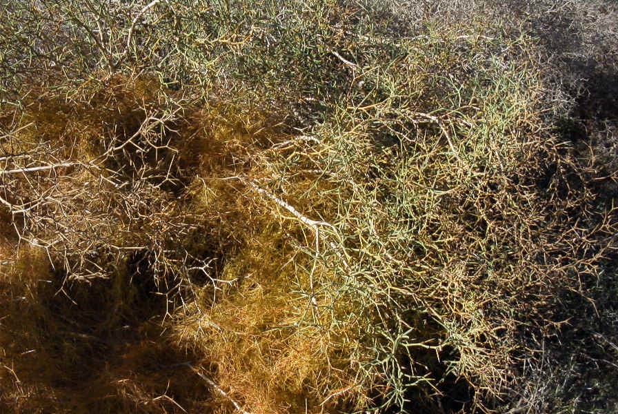 2007-02-13-023-Cuscuta-yellow