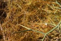 2007-02-13-024-Cuscuta-yellow