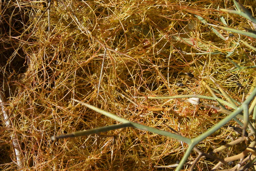 2007-02-13-024-Cuscuta-yellow