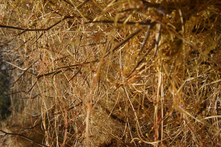 2007-02-13-025-Cuscuta-yellow