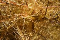 2007-02-13-026-Cuscuta-yellow