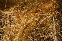 2007-02-13-027-Cuscuta-yellow