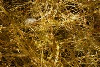 2007-02-13-028-Cuscuta-yellow
