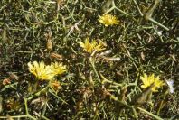 2007-02-13-030-Cuscuta-host-plant