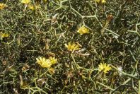 2007-02-13-031-Cuscuta-host-plant