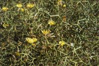 2007-02-13-032-Cuscuta-host-plant