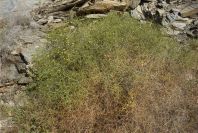 2007-02-13-034-Cuscuta-host-plant