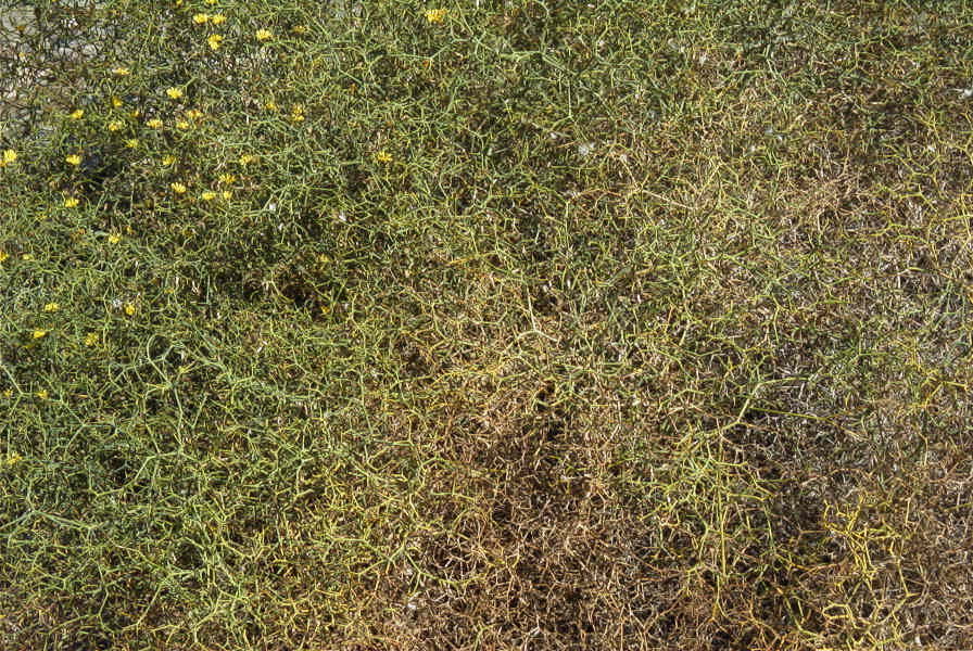 2007-02-13-035-Cuscuta-host-plant