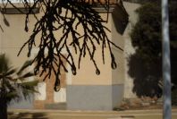 2007-02-13-041-Tamarisk-pm-hot-sun