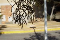 2007-02-13-042-Tamarisk-pm-hot-sun