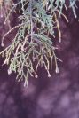 2007-02-13-043-Tamarisk-pm-hot-sun