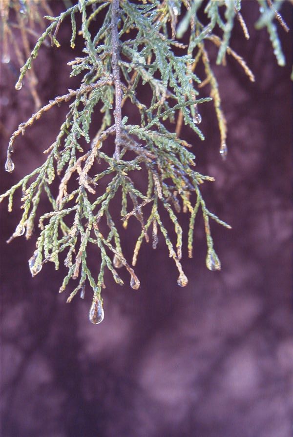 2007-02-13-043-Tamarisk-pm-hot-sun