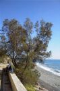 2007-02-13-044-Tamarisk-pm-hot-sun