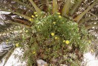 2007-02-13-048-Daisies-up-a-palm
