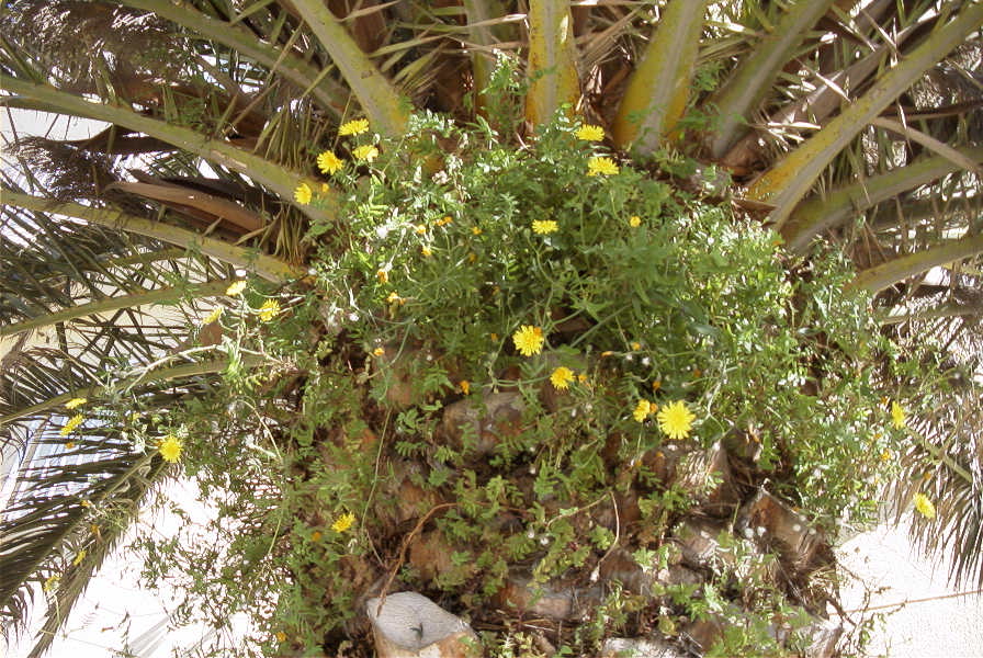 2007-02-13-048-Daisies-up-a-palm