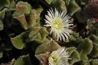 2007-02-15-017-Giant-Ice-Flower