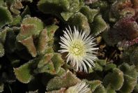 2007-02-15-018-Giant-Ice-Flower