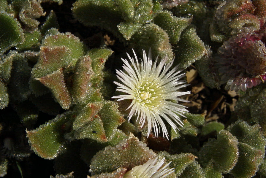 2007-02-15-018-Giant-Ice-Flower