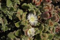 2007-02-15-019-Giant-Ice-Flower