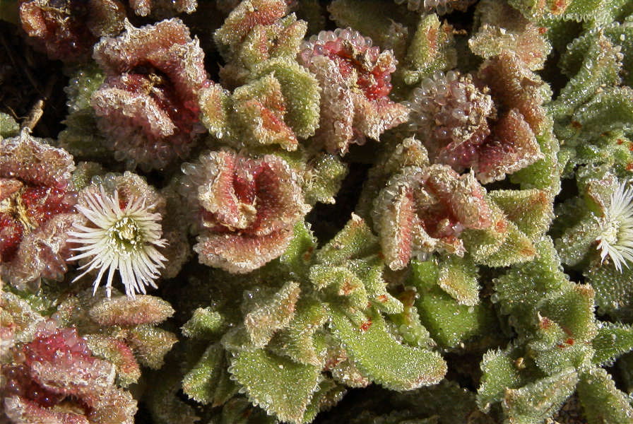 2007-02-15-020-Giant-Ice-Flower