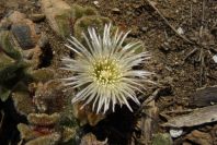 2007-02-15-022-Giant-Ice-Flower