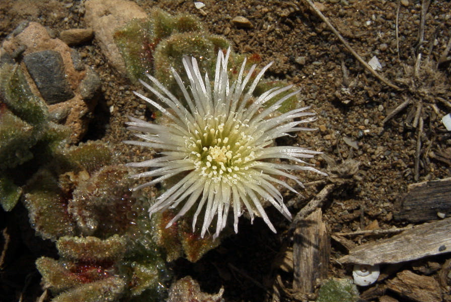 2007-02-15-022-Giant-Ice-Flower