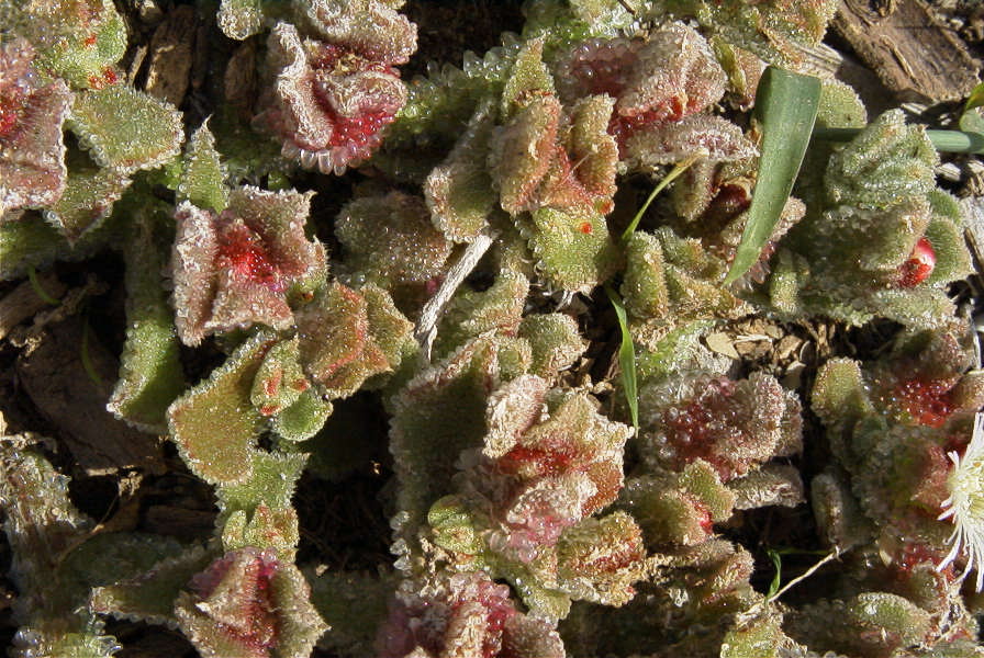 2007-02-15-023-Giant-Ice-Flower