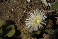 2007-02-15-024-Giant-Ice-Flower