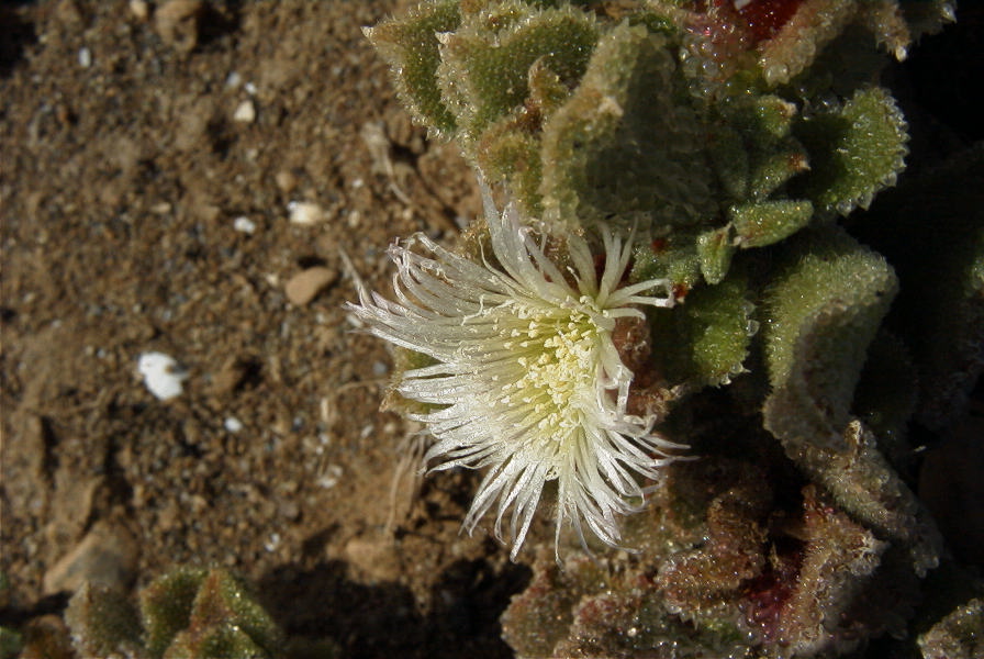 2007-02-15-025-Giant-Ice-Flower